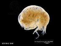 ME006 Z 0411 Lestrigonus schizogeneios.jpg