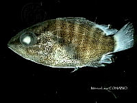 HE009 P 0276 Pargo Canchix.jpg