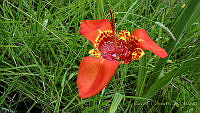 LCF0113 Tigridia pavonia.jpg