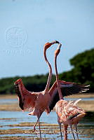 JCAD 017 Phoenicopterus ruber.jpg