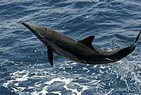 CNS0295 Delphinus capensis.jpg