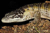 ECA0135 Abronia chiszari.jpg