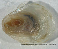 MRyRR027 Anomia peruviana.jpg