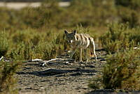CNS0179 Canis latrans.jpg