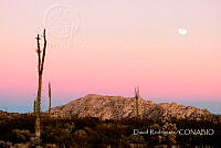 DR003 Ensenada, Baja California.jpg