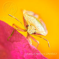 JLA001 Podisus maculiventris.jpg