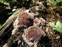 JLH01 Fungi.jpg