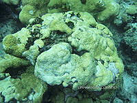 NE018 1048 Porites lobata.jpg