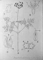 3025 Arracacia atropurpurea.jpg