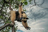 MN6F0200 Tamandua mexicana.jpg