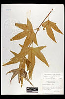 102106 Platanus racemosa wrightii.jpg