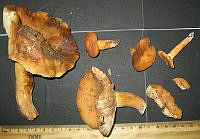 RGO0419 Lactarius volemus.JPG