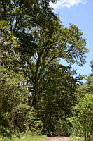 MDLLPG0132 Quercus peduncularis.jpg