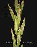 Teocintle 243 Zea perennis.jpg