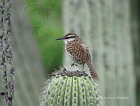 CAR 0015 Campylorhynchus jocosus.jpg