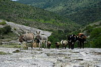 LRP1212 Ovis sp., Bos taurus, Equus asinus.jpg