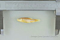 SGQ2979 Agosia chrysogaster.jpg
