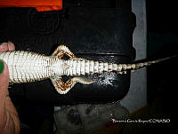 TE001 0010 Crocodylus acutus.jpg