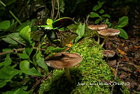 MN6PG0481 Pluteus romellii.jpg