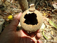 MEGA 0847 Morisonia americana.JPG