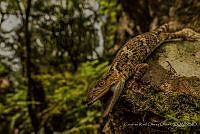 CR003 Xenosaurus tzacualtipantecus.JPG