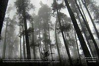 26 - nmuniz_BosqueTemplado_ElChico.jpg