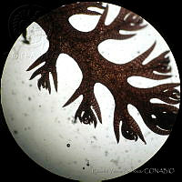 RYP0015 Pterosiphonia baileyi.jpg