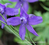 JJBC0177 Delphinium pedatisectum.JPG