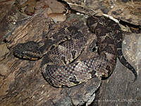 LCM0137 Atropoides occidus.jpg