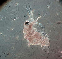 HE009 R 0153 Moina micrura.jpg