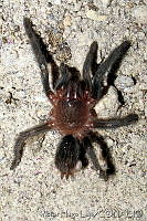 VHL0138 Brachypelma sp..jpg