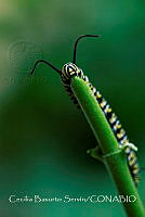 CBS004 Danaus plexippus.jpg