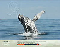 Ballena jorobada.jpg