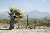 MASM00437 Beaucarnea gracilis.jpg