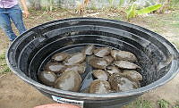 NE017 173 Dermatemys mawii.jpg