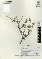 YPH3390 Rhus microphylla.jpg