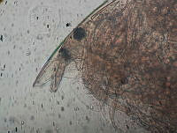 HE009 R 0171 Alona setulosa.jpg