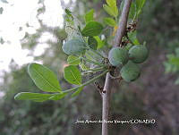 JAdNV0105 Bursera fagaroides.JPG