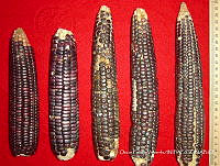 SinOPV275 Zea mays.jpg