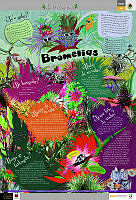 HNAHNU_bromelias.jpg