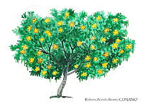 RAA0119 Senna multiglandulosa.jpg