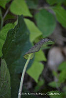 RRR0372 Dorstenia drakeana.jpg