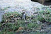 LEMH104 Spizella passerina.JPG
