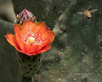 3R 01038 Opuntia tomentosa.jpg