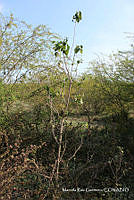 MRG-2018-444 Gossypium aridum (MRG-14feb18-b).JPG