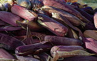 FBA0895 Zea mays.jpg