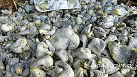 ZG013 0152 Ustilago maydis.jpg