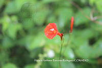 HVBR0048 Ipomoea hederifolia.JPG