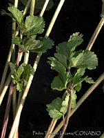 PTL0106 Apium graveolens.jpg