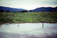 FGM0025 Zea mays.JPG